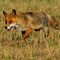 Zühlen, Brandenburg 11.07.2015, Rotfuchs