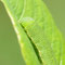 Neuendorf+Teupitz, Brandenburg 21.05.2011, Gonepteryx rhamni