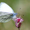 Alpspitz, Bayern 19.07.2008, Pieris bryoniae