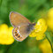 Steigerwald, Bayern 29.05.2010, Coenonympha hero