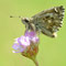 Neuendorf+Teupitz , Brandenburg 14.07.2012, Carcharodus alceae