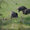 Lippen, Sachsen 19.04.2014, Wildschwein