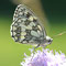 Trochtelfingen, B-W 04.07.2010, Melanargia galathea