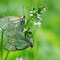 Donautal, B-W 05.06.2009, Aporia crataegi