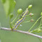 Großräschen, Brandenburg 17.05.2014, Diloba caeruleocephala