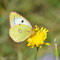Kallmünz , Bayern 29.08.2013, Colias alfacariensis