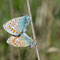 Rehnsdorf, Brandenburg 15.05.2015, Polyommatus icarus