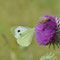 Rüdigsdorfer Schweiz ,Thüringen 05.07.2014, Pieris brassicae