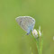 Sattelkopf, Thüringen 05.07.2014, Maculinea arion