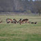 Nassenheide, Brandenburg 20.04.2013, Damwild