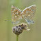 Henfstädt, Thüringen 31.05.2014, Polyommatus bellargus