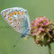 Henfstädt, Thüringen 31.05.2014, Polyommatus icarus