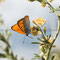 Münchehofe, Brandenburg 14.06.2014, Lycaena dispar