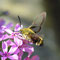 Behrungen, Thüringen 11.07.2011, Hemaris fuciformis