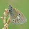 Wünsdorf, Brandenburg 18.06.2011, Coenonympha glycerion