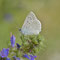 Eichstätt, Bayern 07.07.2014, Polyommatus daphnis