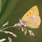 Kienbaum, Brandenburg 29.06.2008, Lycaena virgaureae