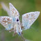 Altmühltal, Bayern 24.07.2008, Polyommatus coridon