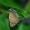Münchehofe, Brandenburg 16.06.2010, Satyrium w-album