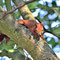 Spreeau, Brandenburg 14.08.2015, Eichhörnchen