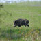 Lippen, Sachsen 19.04.2014, Wildschwein