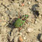 Wünsdorf, Brandenburg 21.05.2011, Cicindela campestris