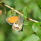 Fischbach a.d.Naab, Bayern 02.06.2011, Coenonympha arcania