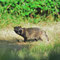 Zühlen, Brandenburg 11.07.2015, Marderhund