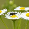 Münchehofe, Brandenburg 10.06.2012, Stachelkäfer ssp.