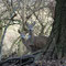 Wuhletal, Berlin 26.12.2009,  Rehe