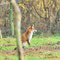 Felgentreu, Brandenburg 15.12.2014, Rotfuchs