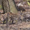 Spreeau, Brandenburg 06.04.2014, Wildschwein