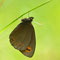 Steigerwald, Bayern 03.06.2014, Erebia medusa
