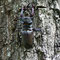 Steigerwald, Bayern 08.06.2009, Lucanus cervus