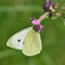 Altwarp, MV 25.05.2014, Pieris brassicae