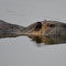 Spreewald, Brandenburg 17.11.2013, Nutria