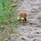 Lamsfeld,Brandenburg 25.09.2014, Eichhörnchen