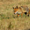  Zühlen, Brandenburg 11.07.2015, Rotfuchs