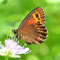 Rotes Moor, Hessen 12.07.2011, Erebia ligea
