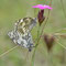 Eichstätt, Bayern 07.07.2014, Melanargia galathea