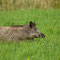 Spreeau, Brandenburg 05.09.2013, Wildschwein