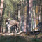 Schorfheide, Brandenburg 24.10.2015, Damhirsch 