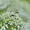 Eriskirch, BW 12.07.2014, Gasteruption spec.