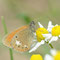 Münchehofe, Brandenburg 10.06.2012, Ceononympha glycerion