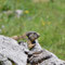 Jenner, Bayern 29.06.2012, Alpenmurmeltier