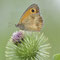 Lippen, Sachsen 15.07.2014, Pyronia tithonus