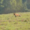 Zühlen, Brandenburg 06.09.2014 , Rotfuchs
