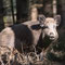 Briesen, Brandenburg 04.03.2016, Wildschwein
