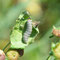 Kallmünz , Bayern 29.08.2013, Carcharodus alceae