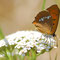 Kienbaum, Brandenburg 11.07.2010, Lycaena virgaureae